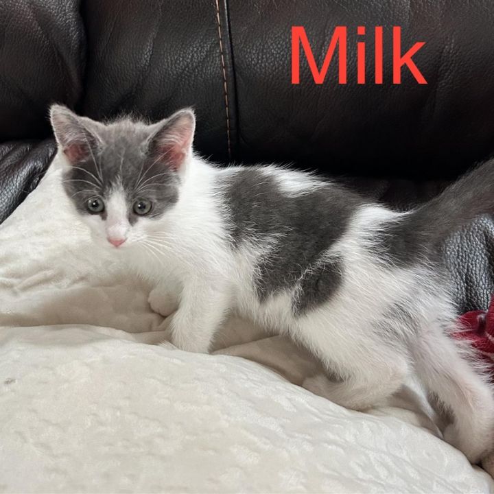 Shawna's Sweeties- Milk 1
