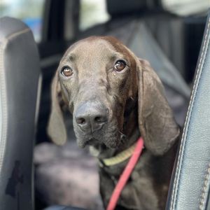 Shadow PH, Young Male Hound
