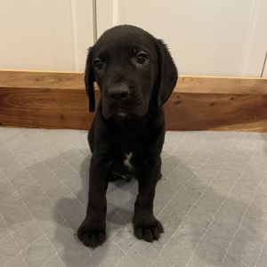 Telly&#39;s Tots - Paddington, Baby Male Labrador Retriever