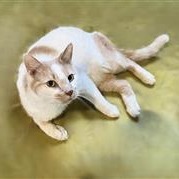 Clyde (bonded with Buff Boy) 1
