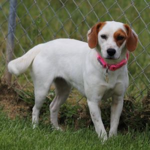 Sandy AB, Adult Female Jack Russell Terrier
