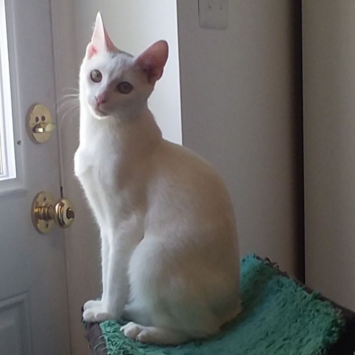 Micah 1