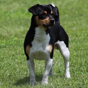 Sammy AB, Young Male Beagle