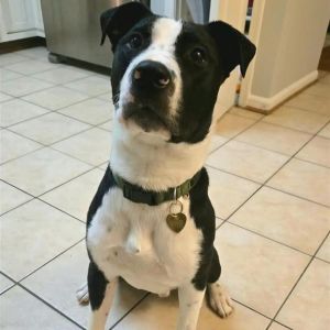 Trey G, Young Male Border Collie