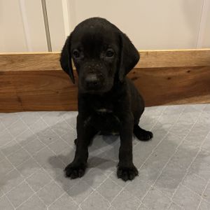 Telly&#39;s Tots - Petunia, Baby Female Labrador Retriever