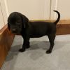 Telly&#39;s Tots - Petunia photo 2
