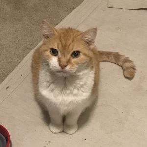 Peanut I (bonded with Sunny)