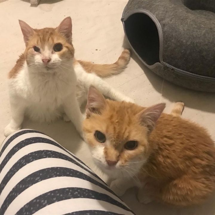 Peanut I (bonded with Sunny) 2