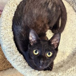 Ollie (bonded with Logan), Young Male Domestic Short Hair