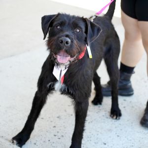 Danny, Adult Male Terrier