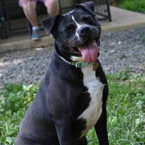 Lily G, Adult Female Terrier