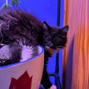 The Swifts- Travie, Young Female Domestic Medium Hair