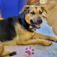 Sully A, Young Male German Shepherd Dog