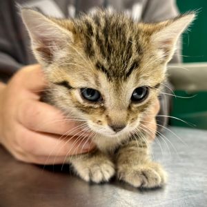 Rojo, Baby Female Domestic Short Hair