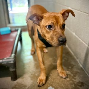 Verde, Young Male Mixed Breed