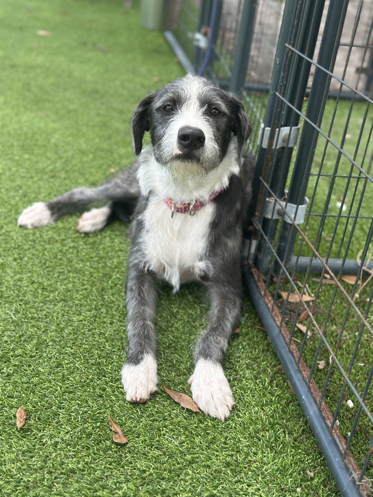 Ripley