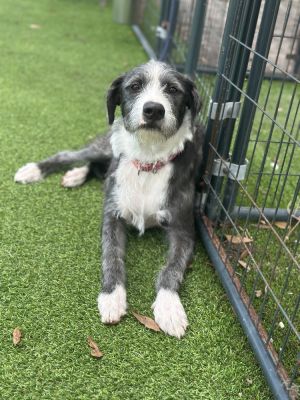 Ripley, Baby Female Mixed Breed