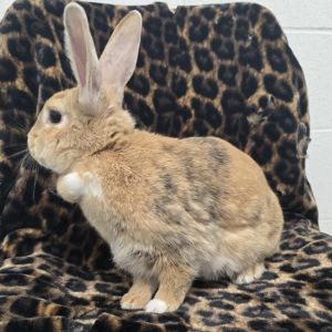 Tugboat, Young Female Harlequin