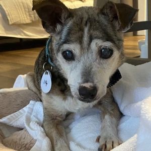 Shaolin, Senior Male Chihuahua