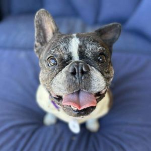 Sifu, Senior Female French Bulldog
