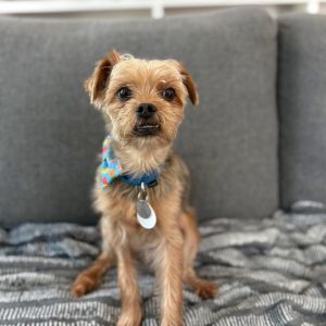 Senna, Senior Male Yorkshire Terrier
