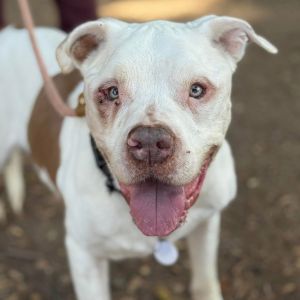 Peter Patriot, Senior Male Pit Bull Terrier