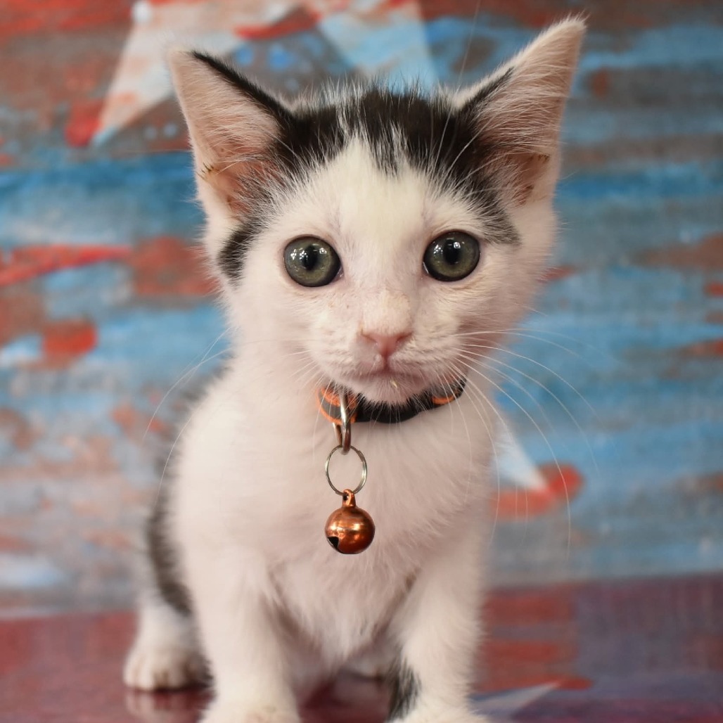 Tammy, an adoptable Domestic Short Hair in Yuma, AZ, 85365 | Photo Image 1