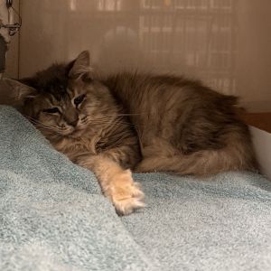 Beige, Senior Female Domestic Short Hair