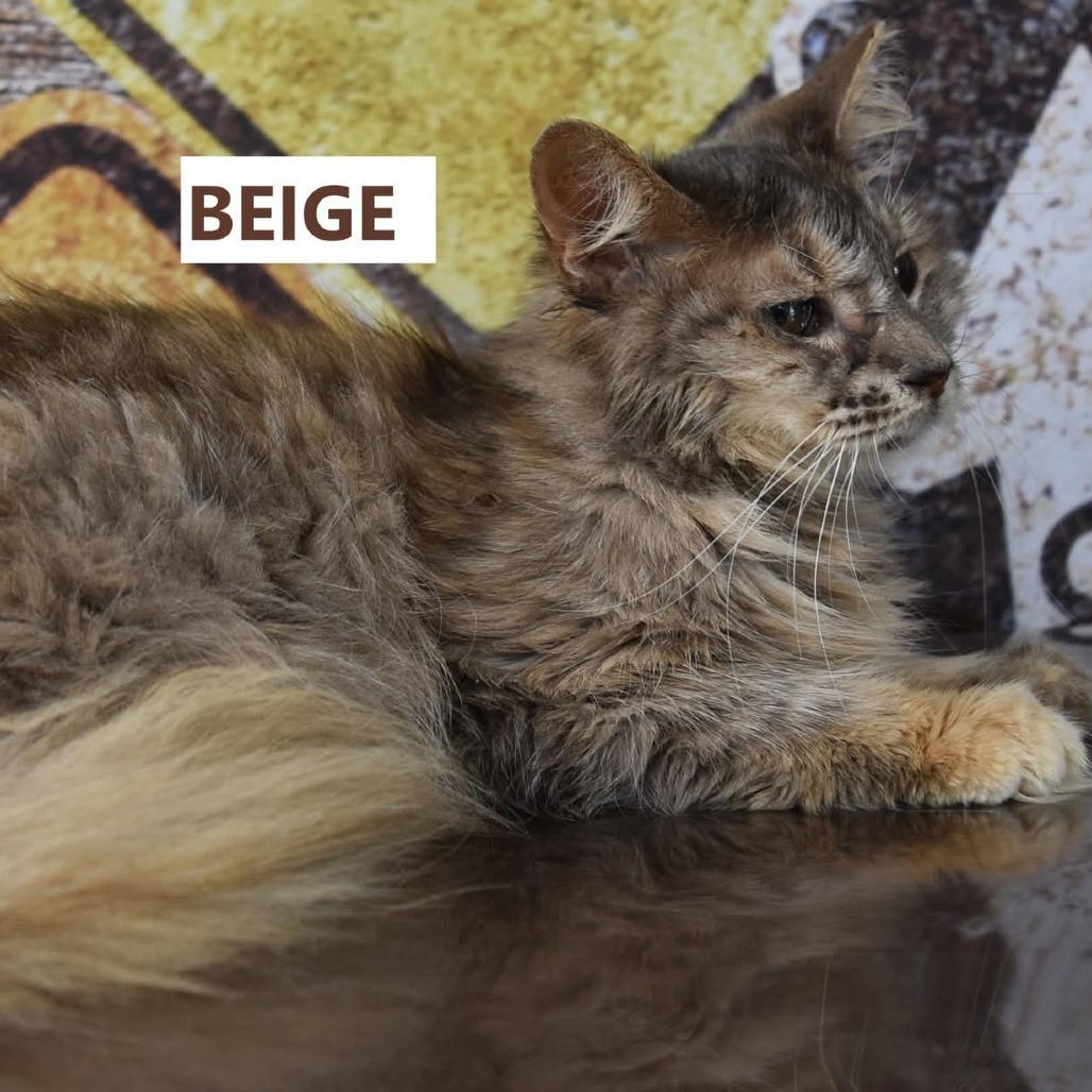 Beige, an adoptable Domestic Medium Hair in Yuma, AZ, 85365 | Photo Image 1