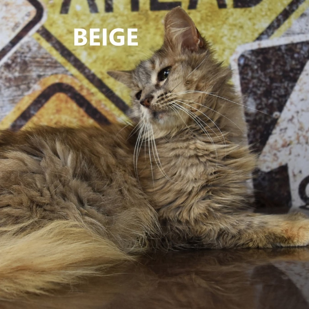 Beige, an adoptable Domestic Medium Hair in Yuma, AZ, 85365 | Photo Image 3