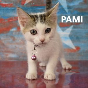 Pami, Baby Female Domestic Short Hair