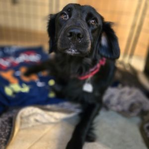 Epicness, Young Female Mixed Breed