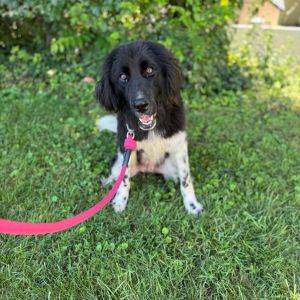 Muppet, Young Male Newfoundland Dog