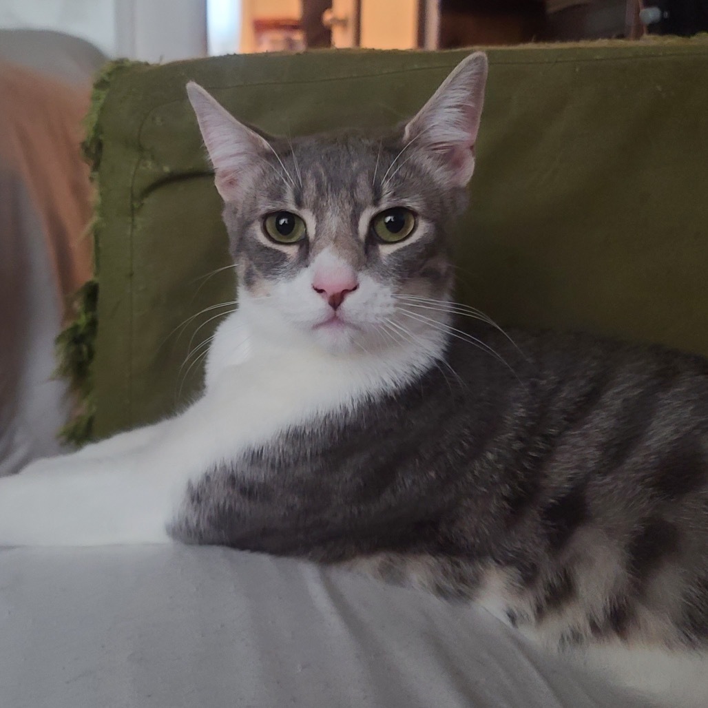 Steve