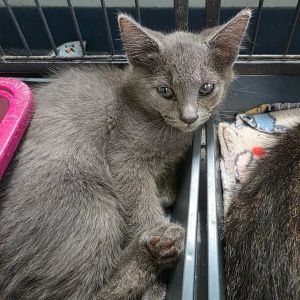 Johnny, Baby Male Domestic Short Hair