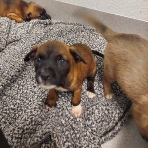 Inigo Montoya, Baby Male Shepherd