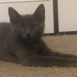 Amos, Baby Male Domestic Short Hair