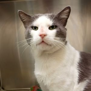 Stokely, Adult Male Domestic Short Hair