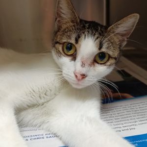 Iris, Young Female Domestic Short Hair