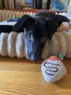 Brutus photo 2