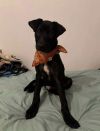 Brutus photo 4