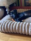Brutus photo 5