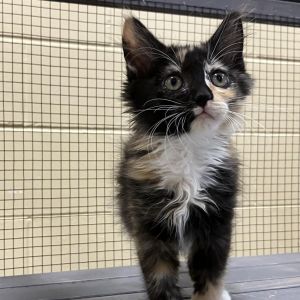 Noodles, Young Female Domestic Medium Hair