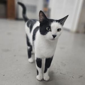 Dani, Adult Female unknown