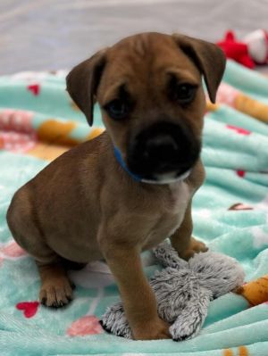 Brownie ***FOSTER HOME***, Baby Male Shepherd