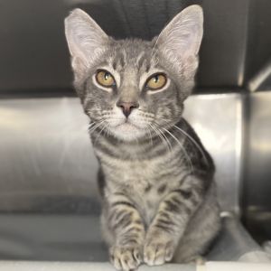 Stone, Baby Female Domestic Short Hair