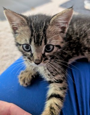 Foxtrot Domestic Medium Hair Cat