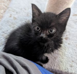 Waltz Domestic Medium Hair Cat