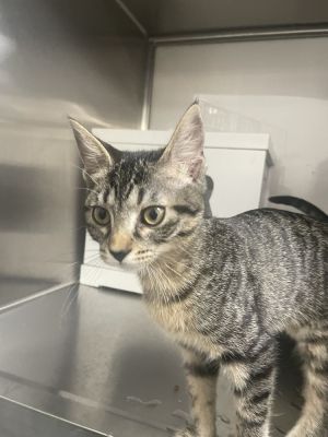 Fiona, Baby Female Domestic Short Hair