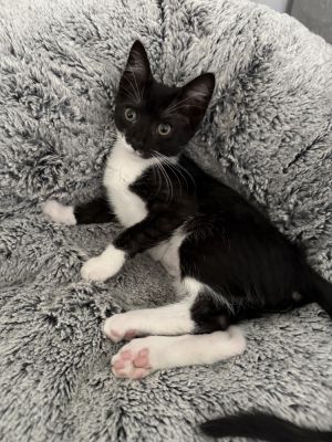 Little Rock, Baby Female Domestic Short Hair
